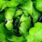 1250+ Bloomsdale Spinach Seeds 1 2 Oz Bulk Microgreen Sprouting Fresh Garden