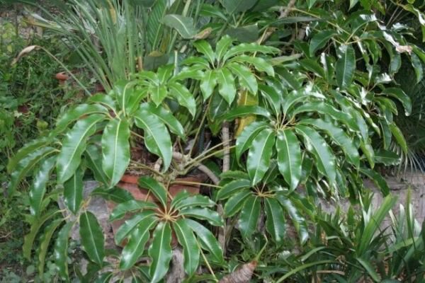 Schefflera Pueckleri Tupidanthus Calyptratus Tree Seeds Fresh Garden