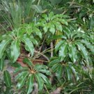 Schefflera Pueckleri Tupidanthus Calyptratus Tree Seeds Fresh Garden