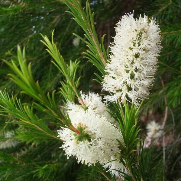 Tea Tree Seeds Melaleuca Alternifolia Narrow Leaved Paperbark Fresh Garden