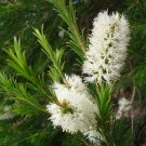Tea Tree Seeds Melaleuca Alternifolia Narrow Leaved Paperbark Fresh Garden