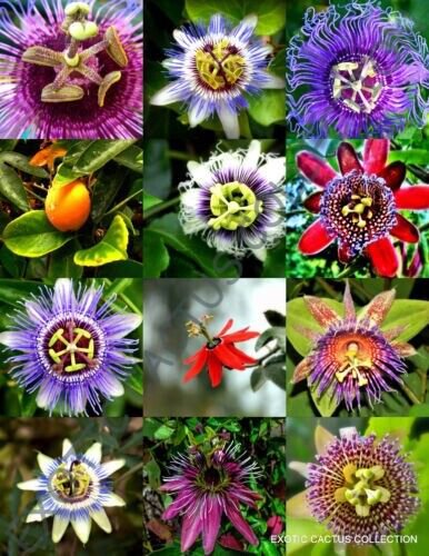 Rare Passiflora Mix Passion Fruit Exotic Flowering Vine 25 + Pure Seeds Fresh Garden
