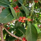 Banyan Fig {Ficus Benghalensis) 50+ Seeds Fresh Garden