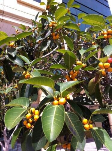 Ficus Altissima Council Tree 50 Pure Seeds Fresh Garden