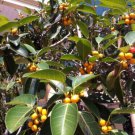 Ficus Altissima Council Tree 50 Pure Seeds Fresh Garden