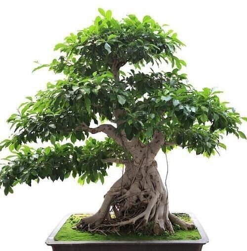 Ficus Benghalensis Banyan Tree 50 Pure Seeds Fresh Garden