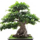 Ficus Benghalensis Banyan Tree 50 Pure Seeds Fresh Garden