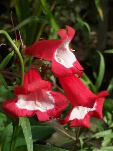 Scarlet Penstemon Hartwegii Beardtongue Red White Flower 10 Pure Seeds Fresh Garden