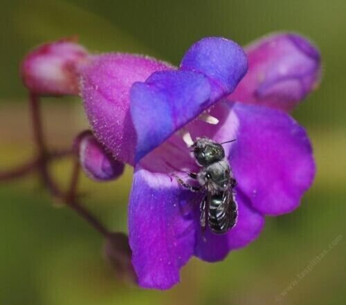 Penstemon Spectabilis Beard Tongue Pride Of The Mountain 50 Seeds Fresh Garden