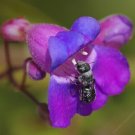 Penstemon Spectabilis Beard Tongue Pride Of The Mountain 50 Seeds Fresh Garden