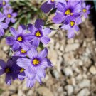 200 Blue Eyed Grass (Western Or Californian) Sisyrinchium Bellum Flower Seeds Fresh Garden
