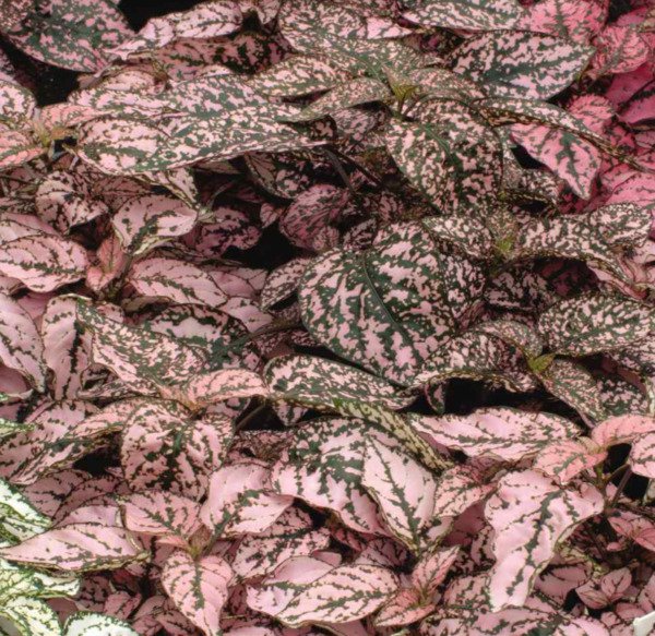 Hypoestes Splash Pink Seeds Select 15 Pink Splash Polka Dot Shade Plant Fresh Garden