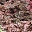 Hypoestes Splash Pink Seeds Select 15 Pink Splash Polka Dot Shade Plant Fresh Garden