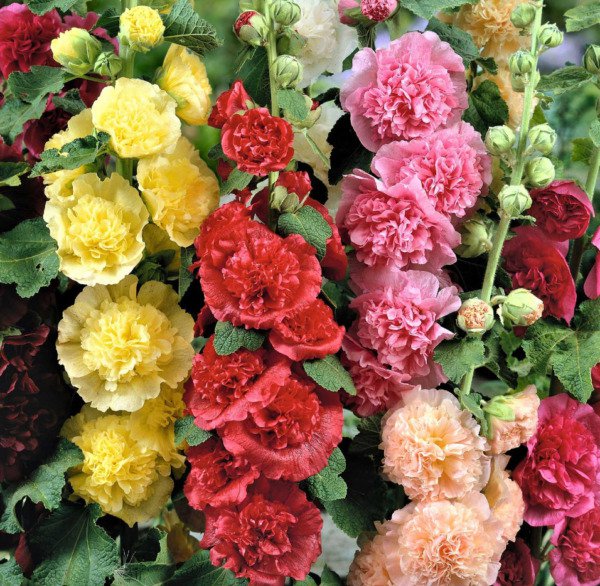 100 Summer Carnival Hollyhock Mixed Colors Non Gmo Seeds Chaters Double Fresh Garden