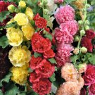 100 Summer Carnival Hollyhock Mixed Colors Non Gmo Seeds Chaters Double Fresh Garden