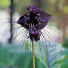 Black Orchid Seeds Black Bat Flower Black Tacca Chantrieri 10 Seeds Fresh Garden