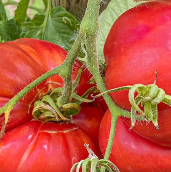 100 Beefsteak Tomato Seeds Heirloom Lycopersicon Lycopersicum Non Gmo Fresh Garden