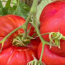100 Beefsteak Tomato Seeds Heirloom Lycopersicon Lycopersicum Non Gmo Fresh Garden