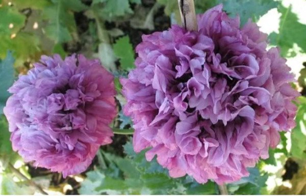 New Lilac Double Peony Poppy Flower 200 Seeds Fall Winter Blooms Fresh Garden