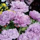 Fall Winter Blooms Lilac Double Peony Poppy Flower 200 Seeds Non Gmo Fresh Garden