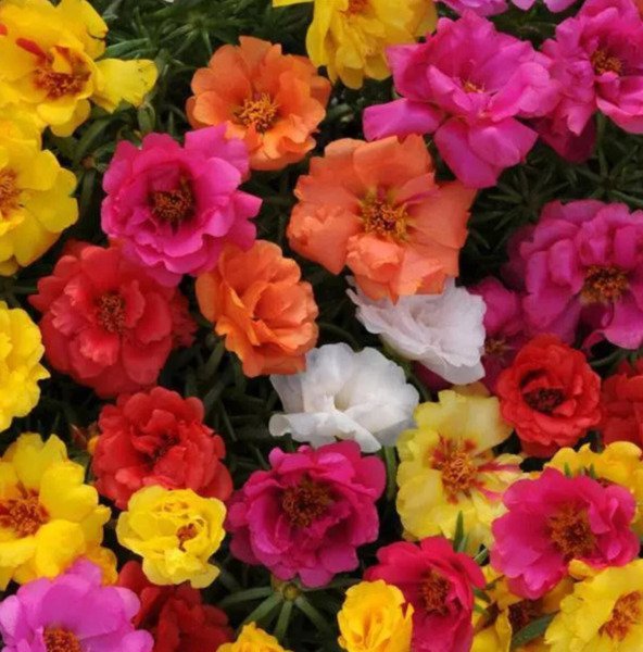 New Moss Rose Grandiflora Hardy Ground Cover 1500 Seeds Fresh Garden