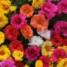 New Moss Rose Grandiflora Hardy Ground Cover 1500 Seeds Fresh Garden