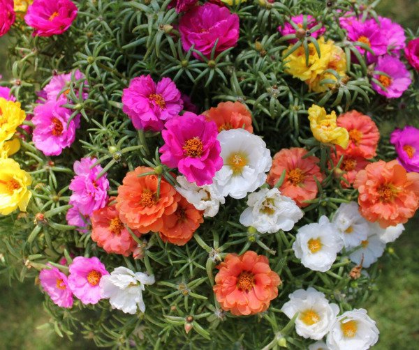 3000 Moss Rose Grandiflora Hardy Ground Cover Fresh Garden