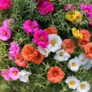 3000 Moss Rose Grandiflora Hardy Ground Cover Fresh Garden