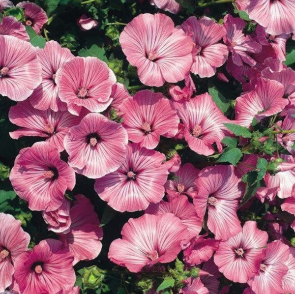 Best Rose Mallow Flower Seeds Heirloom Hibiscus Seeds 20 Seeds Fresh Garden