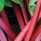 New Rhubarb Victoria Heirloom Vegetable Seeds 500 Seeds Buy In Bulk Sale Fresh Garden