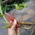 New Rhubarb Victoria Heirloom Vegetable Seeds 25 Seeds Bogo Sale Fresh Garden