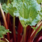 New Rhubarb Victoria Heirloom Vegetable Seeds 50 Seeds Great Salad Toppers Fresh Garden