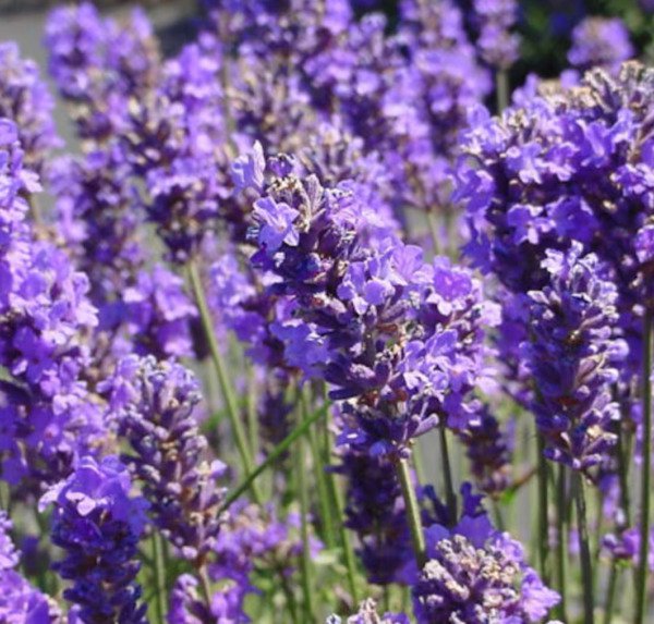 New Munstead Lavender Non Gmo Heirloom 1000 Seeds Buy In Bulk Sale Fresh Garden