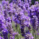 New Munstead Lavender Non Gmo Heirloom 1000 Seeds Buy In Bulk Sale Fresh Garden