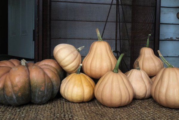 15 Seminole Pumpkin Seeds Heirloom Delicious Taste New For Fall Fresh Garden