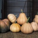 15 Seminole Pumpkin Seeds Heirloom Delicious Taste New For Fall Fresh Garden