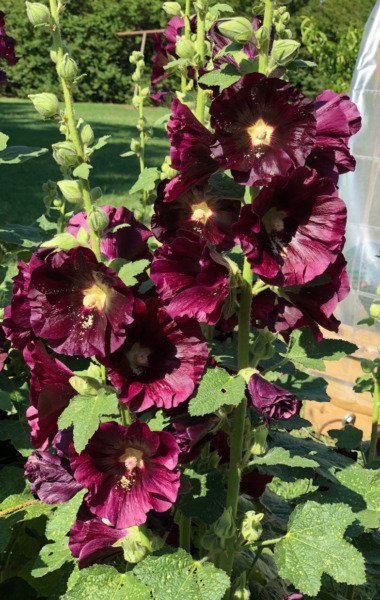 New For Fall Chater'S Double Burgundy Hollyhock Flower 25 Seeds Fresh Garden