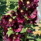 New For Fall Chater'S Double Burgundy Hollyhock Flower 25 Seeds Fresh Garden