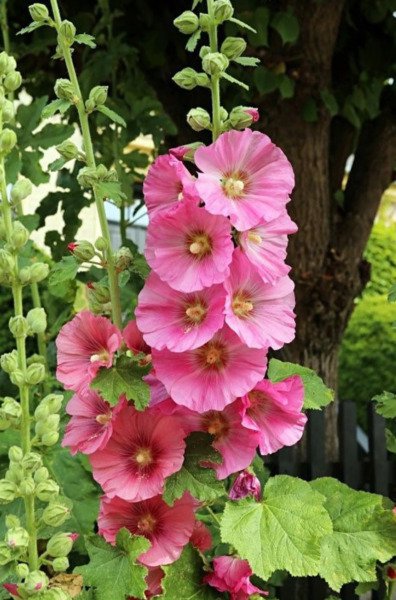 New Fall Color Hollyhock Cottage Pink Alcea Rosea 50 Seeds Fresh Garden