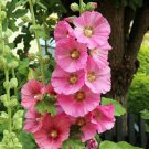 New Fall Color Hollyhock Cottage Pink Alcea Rosea 50 Seeds Fresh Garden