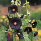 New Fall Color Hollyhock Black Watchman Alcea Rosea 25 Seeds Fresh Garden