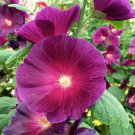 New Color Hollyhock Purple Alcea Rosea 25 Seeds Fresh Garden