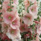New Color Hollyhock Cottage Apricot Alcea Rosea 25 Seeds Fresh Garden