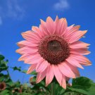 100 Pink Sunflower Seeds For Planting Heirloom Buy In Bulk Sale Fresh Garden