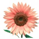 25 Pink Sunflower Seeds For Planting Heirloom And Non Gmo Seeds Fresh Garden