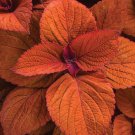 New 100 Copper Coleus Scutellarioides Easy To Grow All Year Fresh Garden