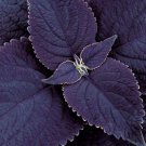 New 100 Black Purple Coleus Easy To Grow All Year Fresh Garden