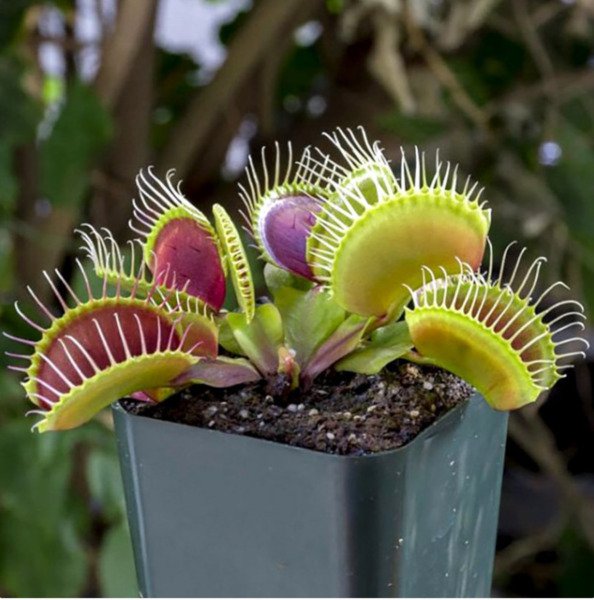 Venus Fly Trap Carnivorous Plant 25 Seeds Fresh Garden