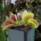 Venus Fly Trap Carnivorous Plant 25 Seeds Fresh Garden