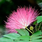 Mimosa Prairie Sensitive Briar 20 Seeds Bashful Briar Fresh Garden